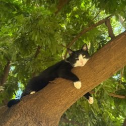 Gata Missy está desaparecida no Coqueiral