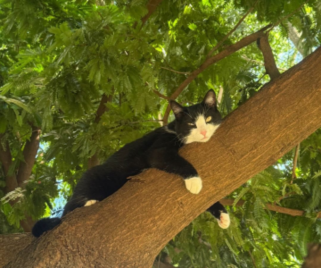Gata Missy está desaparecida no Coqueiral