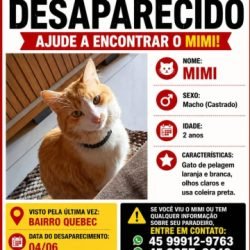 Gato Mimi está desaparecido em Cascavel