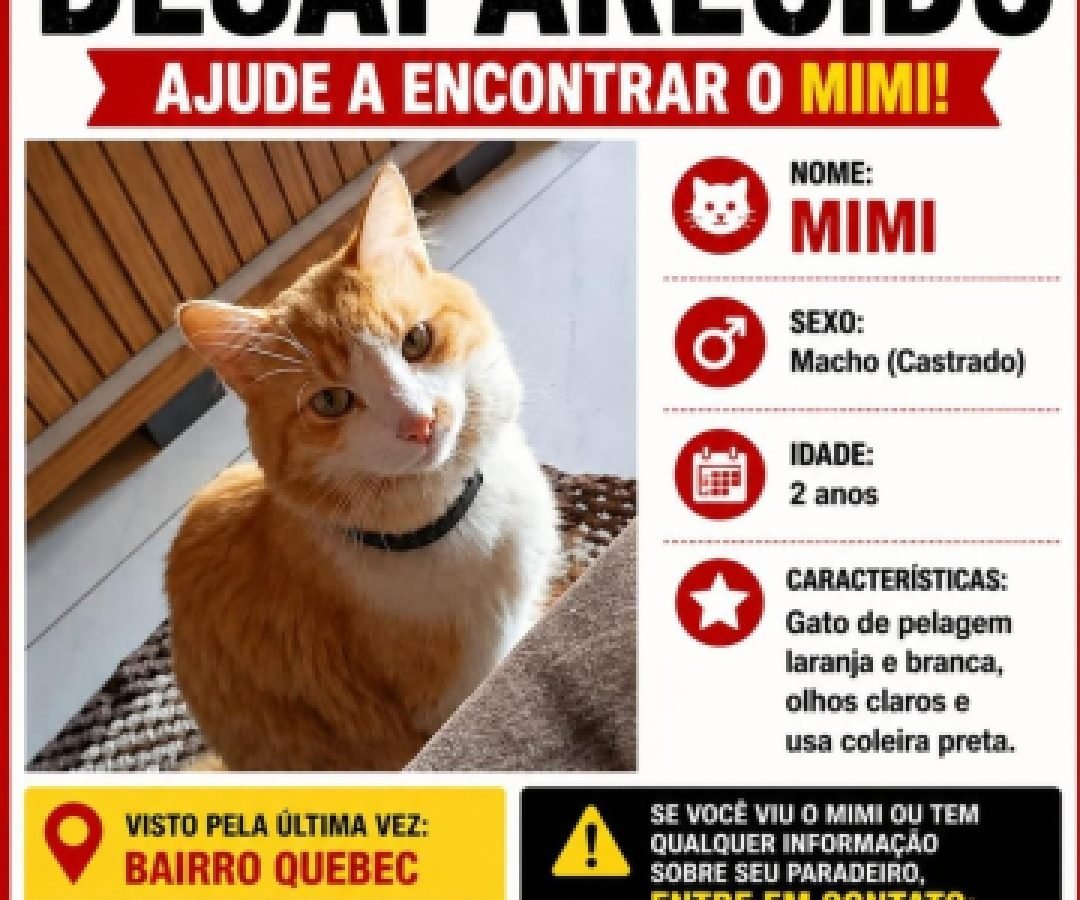 Gato Mimi está desaparecido em Cascavel