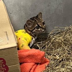 Após longo tratamento, gato-maracajá atropelado é devolvido à natureza no Oeste do Paraná