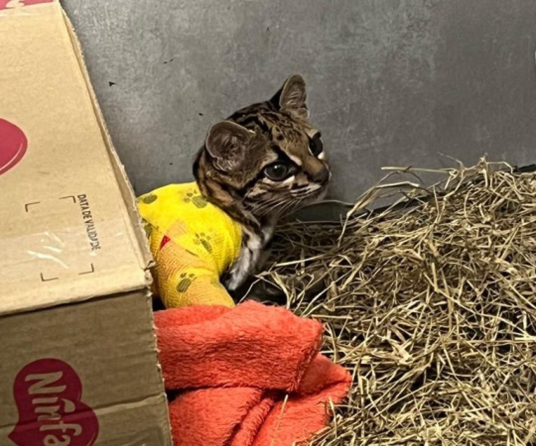Após longo tratamento, gato-maracajá atropelado é devolvido à natureza no Oeste do Paraná