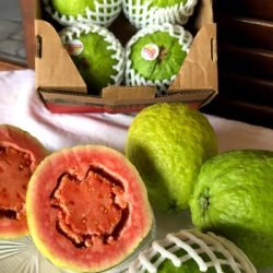 Com apoio do Estado, Carlópolis fez em 2025 a 1ª exportação direta de goiaba