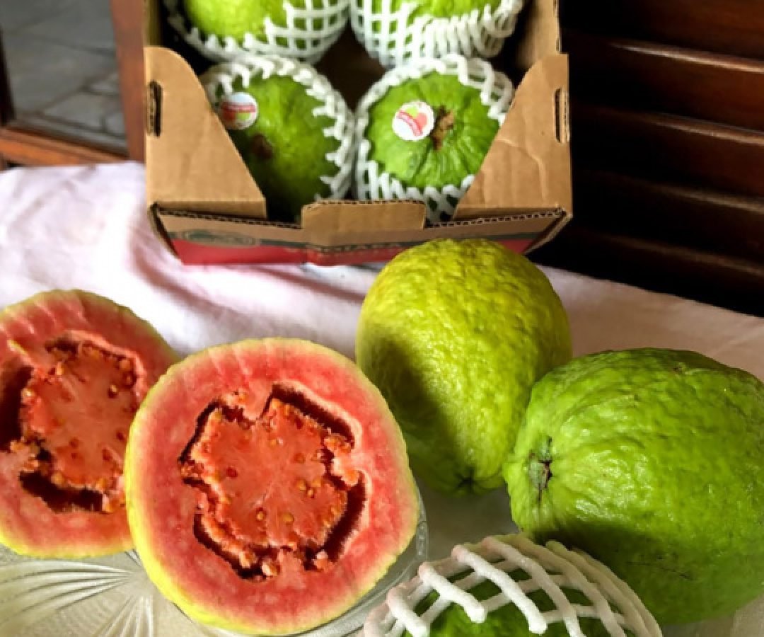 Com apoio do Estado, Carlópolis fez em 2025 a 1ª exportação direta de goiaba