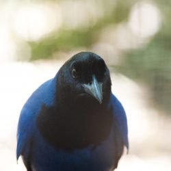 Gralha-azul resgatada pelo IAT vai integrar programa de reprodução do Zoo de Curitiba