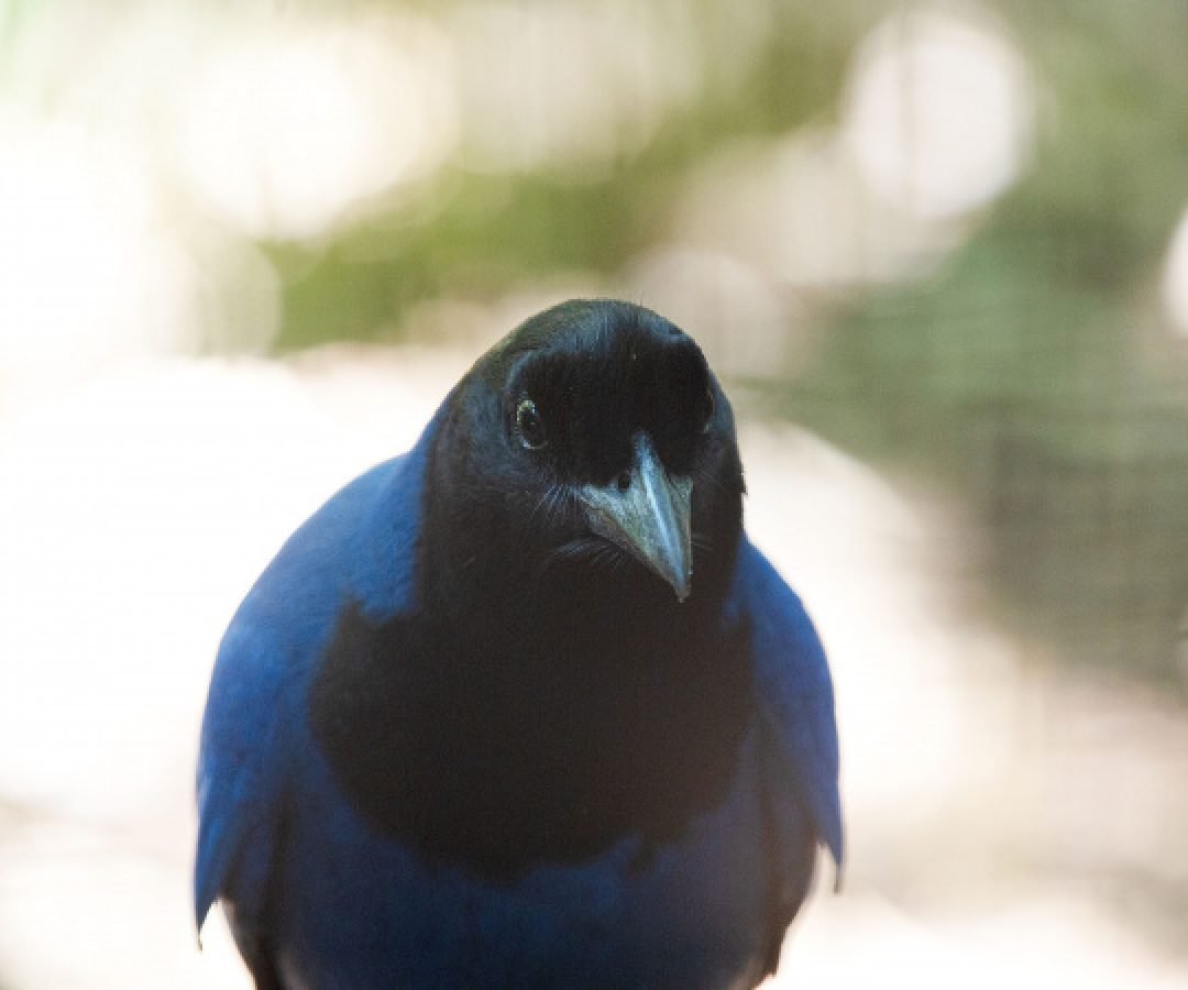 Gralha-azul resgatada pelo IAT vai integrar programa de reprodução do Zoo de Curitiba