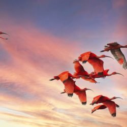 Cores da Natureza do Paraná: Sedest lança livro fotográfico da biodiversidade do Estado