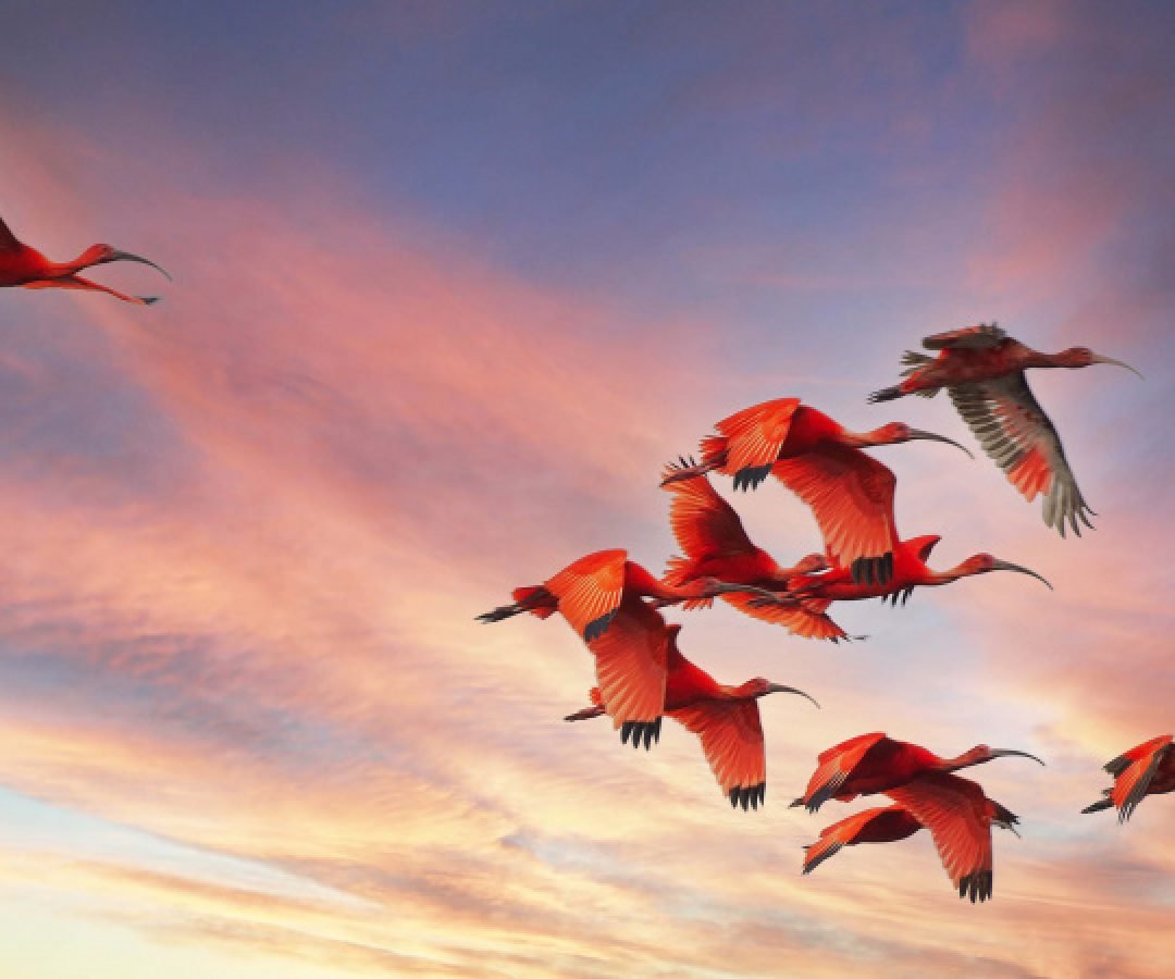 Cores da Natureza do Paraná: Sedest lança livro fotográfico da biodiversidade do Estado
