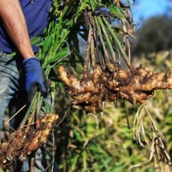 IDR-PR organiza evento nacional com foco em extensão e pesquisa agropecuária