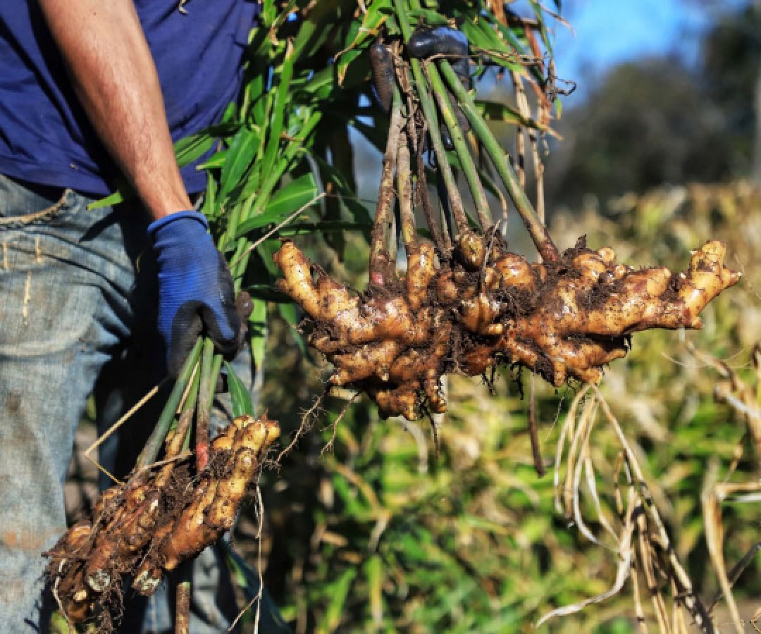 IDR-PR organiza evento nacional com foco em extensão e pesquisa agropecuária