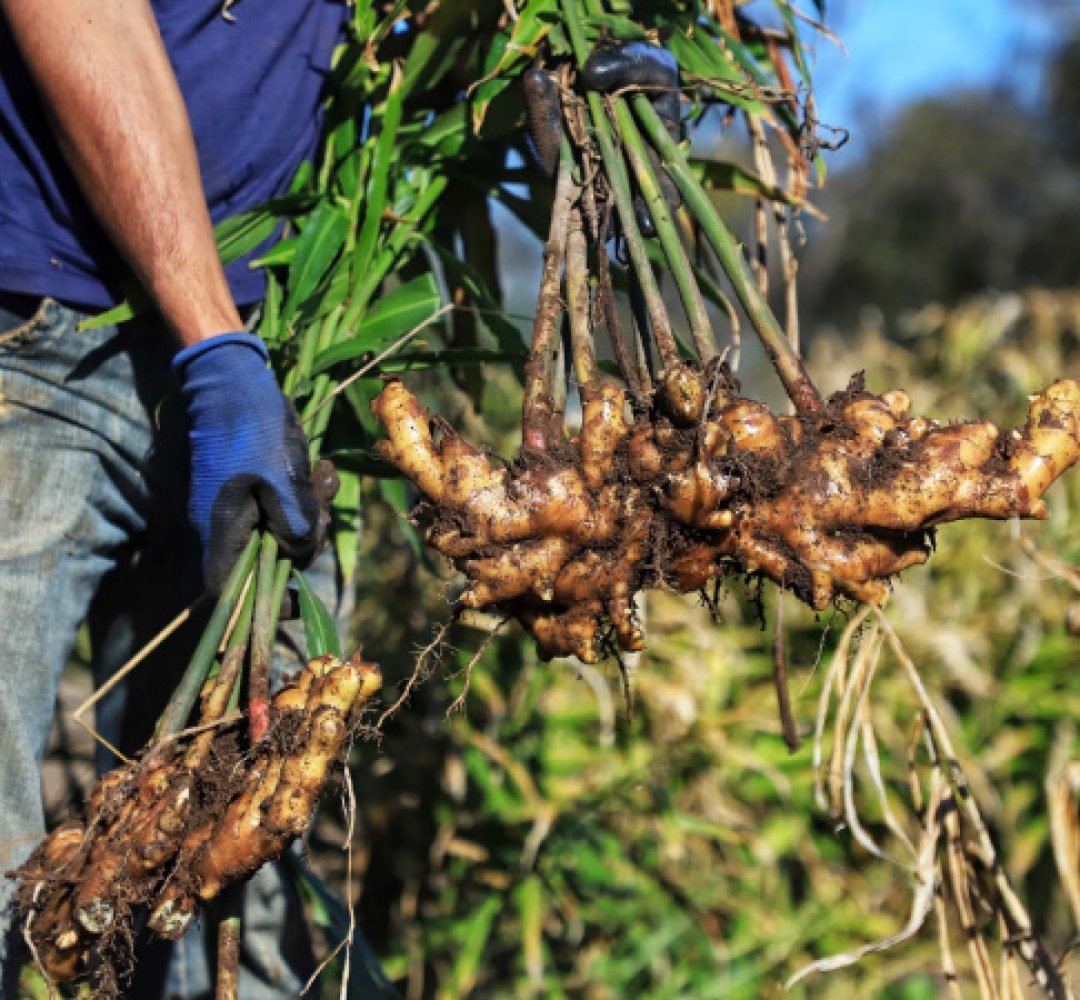 IDR-PR organiza evento nacional com foco em extensão e pesquisa agropecuária