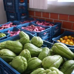 Aparência x qualidade: Estado reforça orientações para evitar desperdício de alimentos