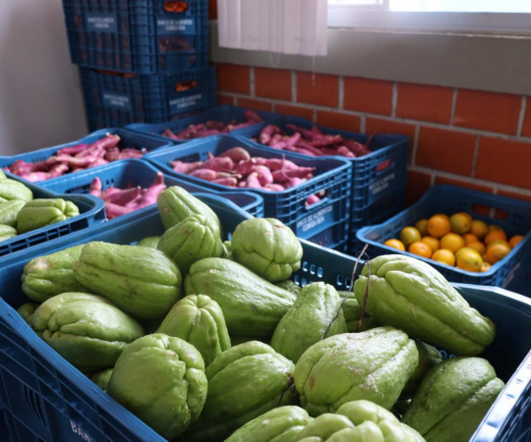 Aparência x qualidade: Estado reforça orientações para evitar desperdício de alimentos