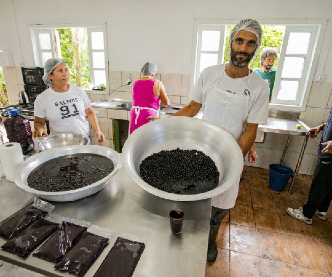 Açaí juçara vira oportunidade de renda para comunidades caiçaras no Litoral