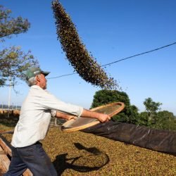Café e soja garantem as maiores margens do ano para produtores paranaenses, aponta Deral