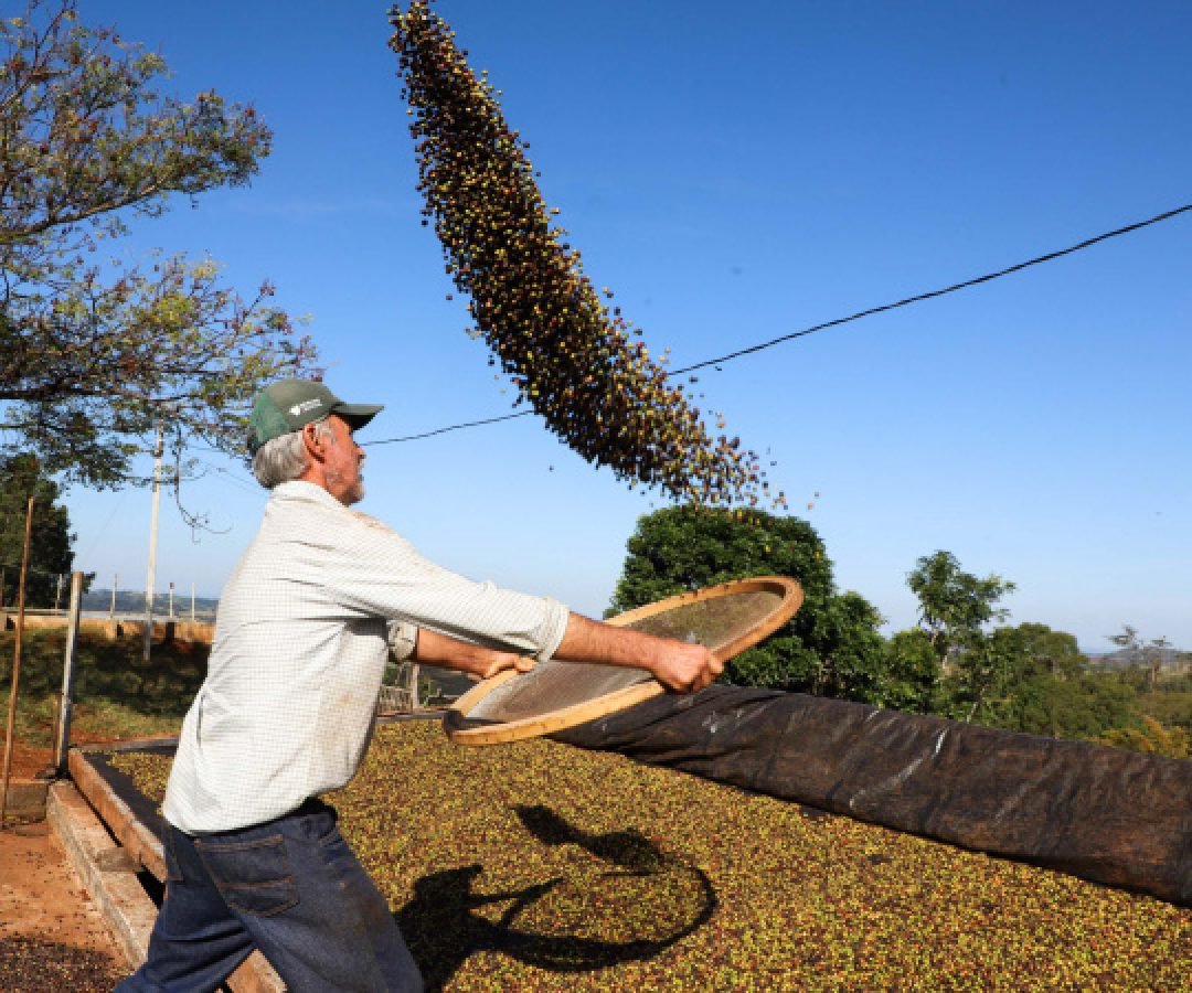 Café e soja garantem as maiores margens do ano para produtores paranaenses, aponta Deral