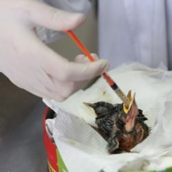 Rede de apoio: atendimento à fauna silvestre aumenta 61,3% em um ano no Paraná