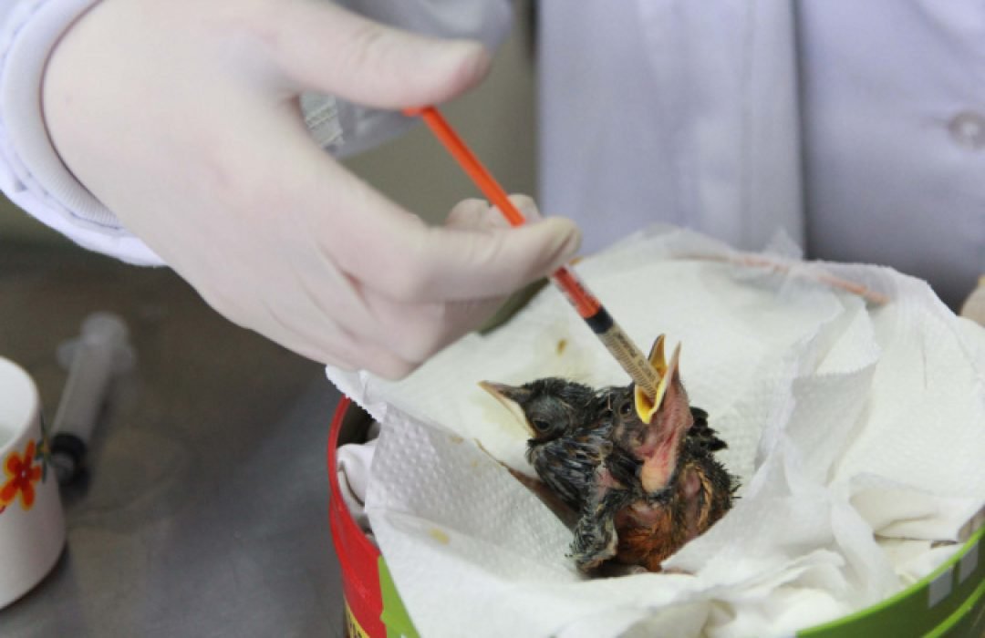 Rede de apoio: atendimento à fauna silvestre aumenta 61,3% em um ano no Paraná