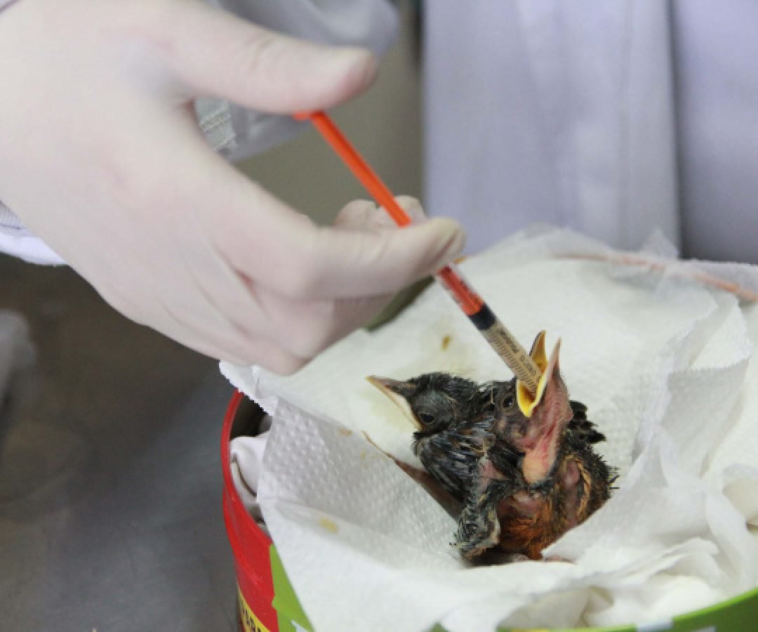 Rede de apoio: atendimento à fauna silvestre aumenta 61,3% em um ano no Paraná