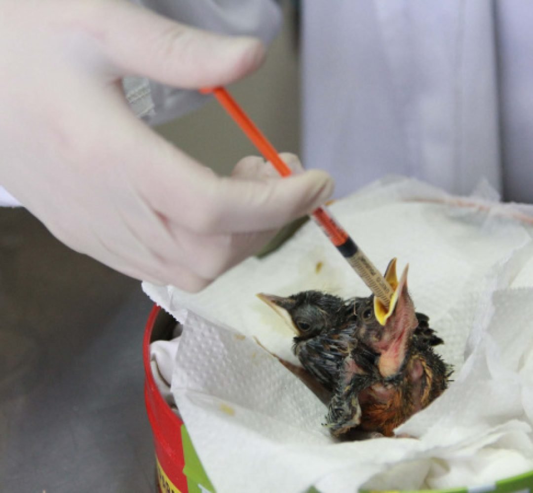 Rede de apoio: atendimento à fauna silvestre aumenta 61,3% em um ano no Paraná