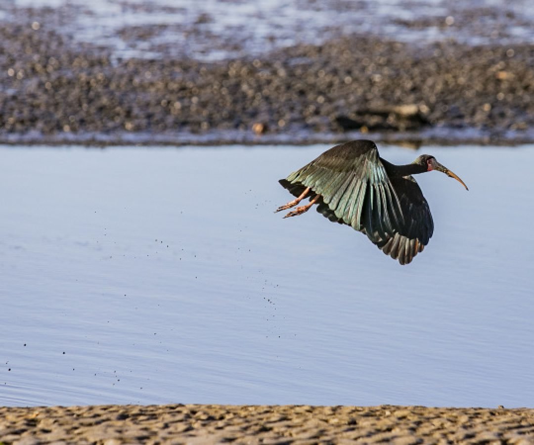 Monitoramento no Porto de Paranaguá registra quase 25 mil aves e reforça conservação no Litoral