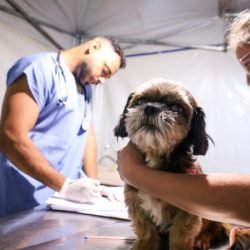 3,3 mil animais de 21 municípios serão atendidos pelo CastraPet em julho; confira a agenda