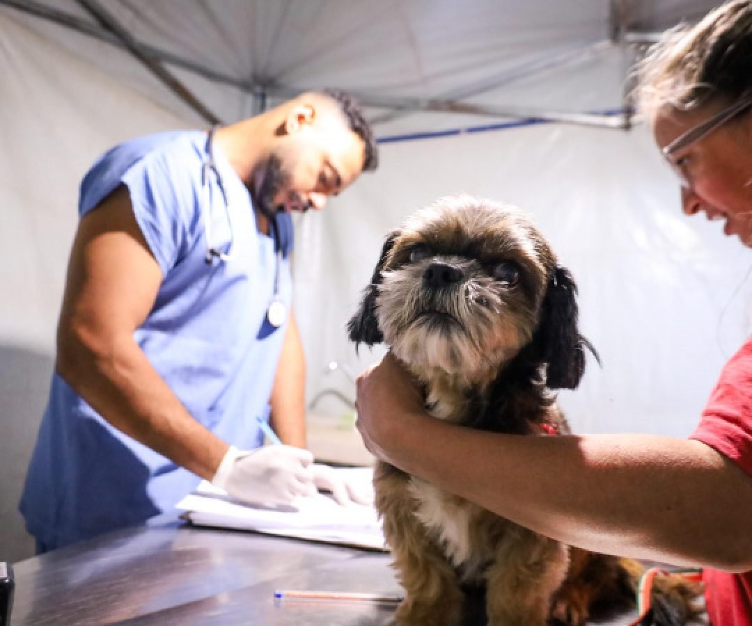 3,3 mil animais de 21 municípios serão atendidos pelo CastraPet em julho; confira a agenda