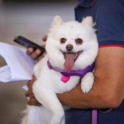 Estado prorroga prazo para inscrição de OSCs no Conselho de Direitos Animais