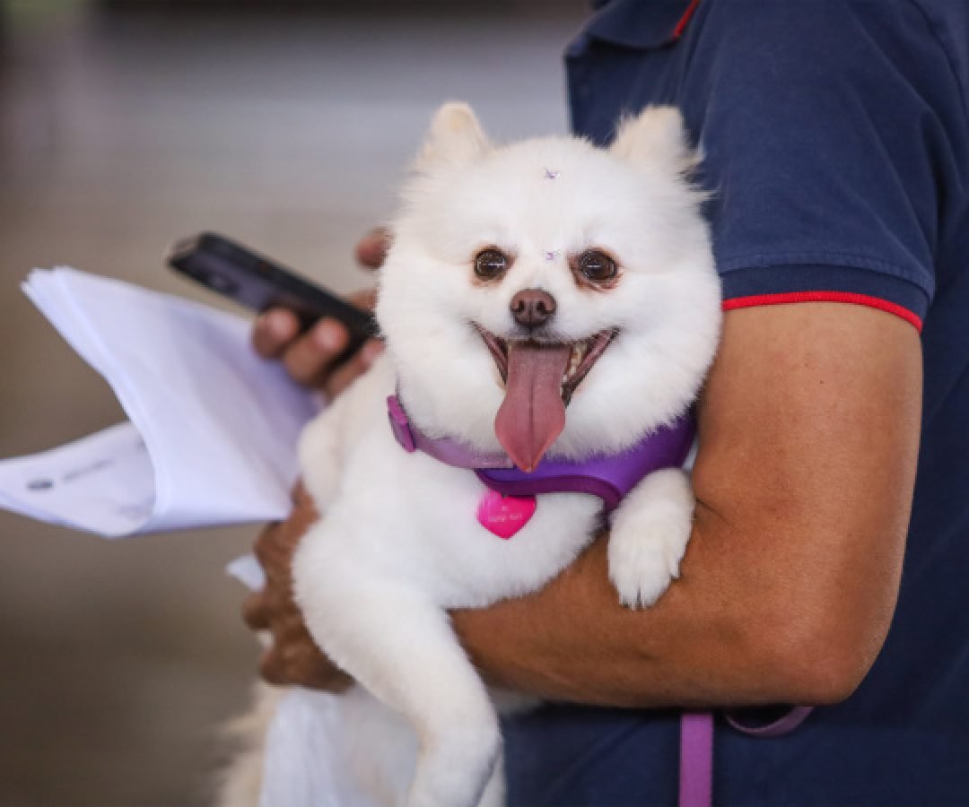 Estado prorroga prazo para inscrição de OSCs no Conselho de Direitos Animais