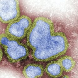 influenza_virus_gripe-1-e1639144213929.jpg