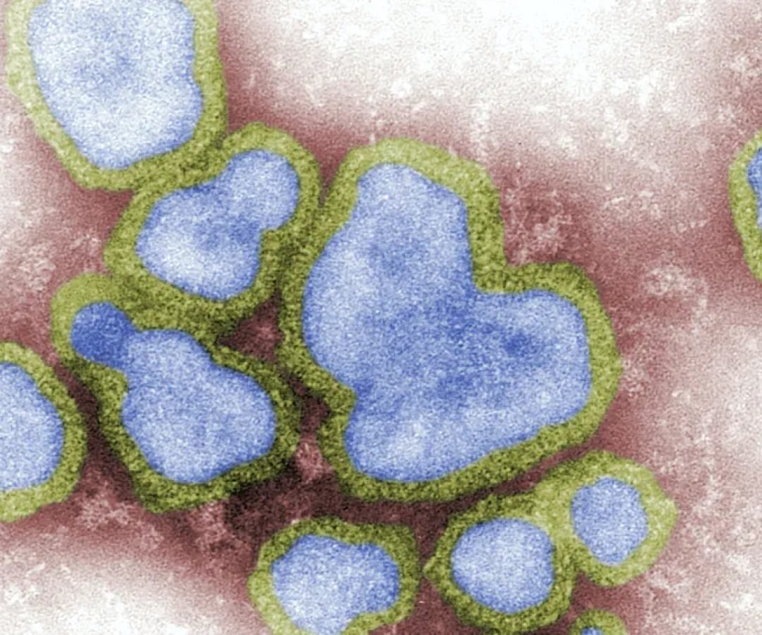 influenza_virus_gripe-1-e1639144213929.jpg