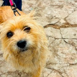 Atendimentos do Vet-Móvel Paraná começam na segunda-feira; veja como se inscrever