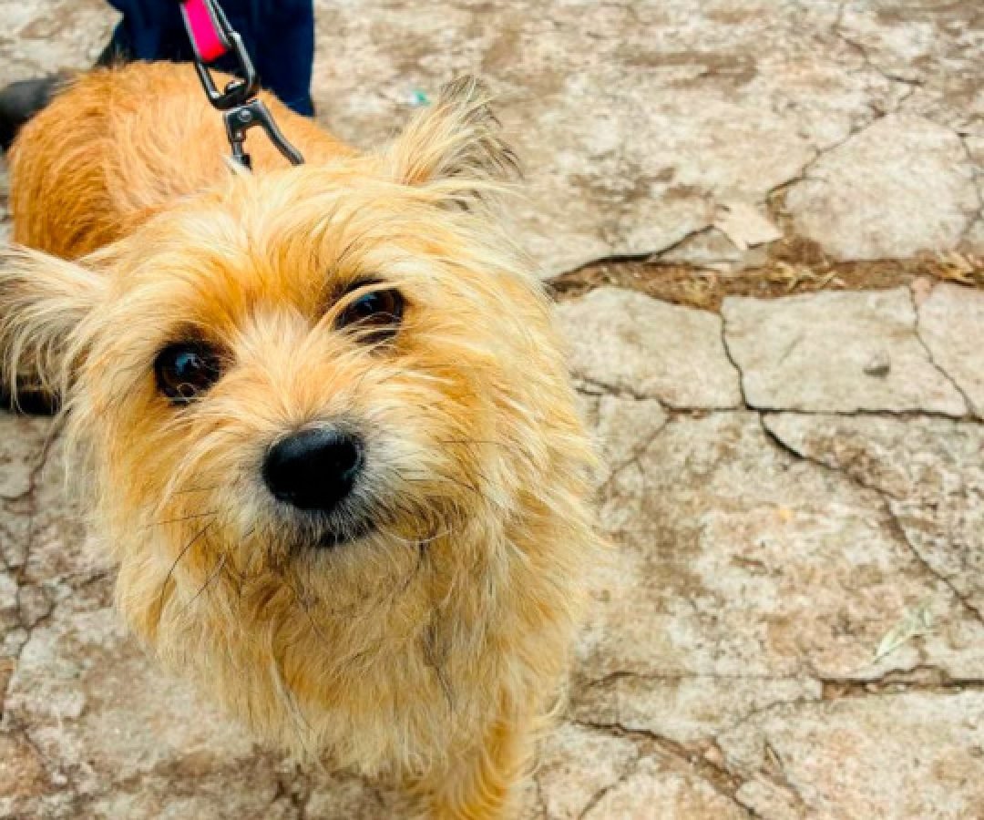 Atendimentos do Vet-Móvel Paraná começam na segunda-feira; veja como se inscrever