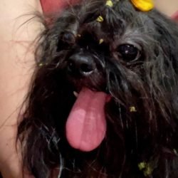 Internauta encontra cachorrinha no Santa Felicidade