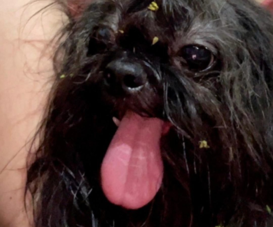 Internauta encontra cachorrinha no Santa Felicidade