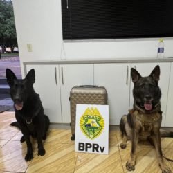 K9 black localiza 26 kg de maconha abandonados na Rodoviária de Cascavel durante operação F.A.R.O.