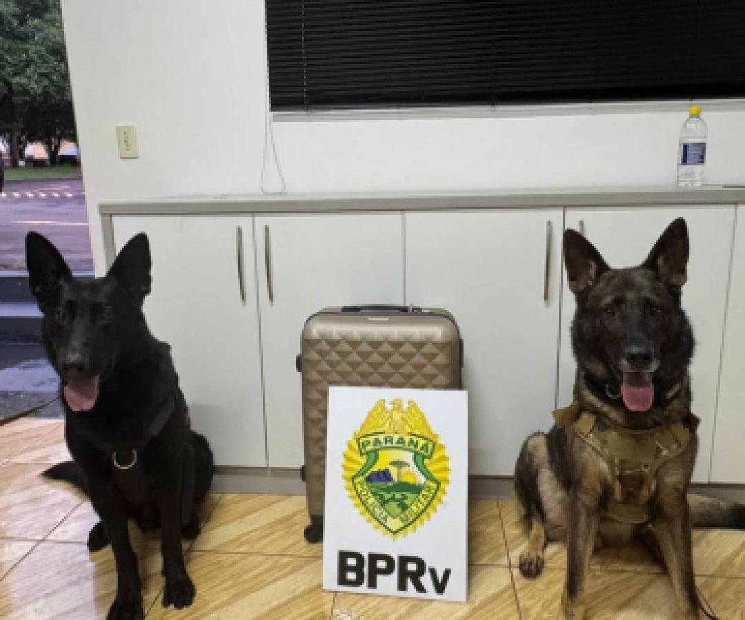 K9 black localiza 26 kg de maconha abandonados na Rodoviária de Cascavel durante operação F.A.R.O.