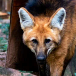 lobo-guara.png
