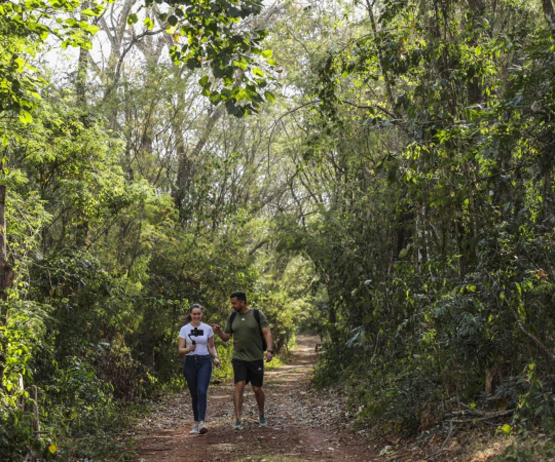 Aventura na mata: cinco trilhas para explorar nas Unidades de Conservação do Paraná