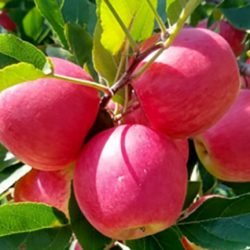 IDR-Paraná prepara 4 novas cultivares para fortalecer a fruticultura do Estado