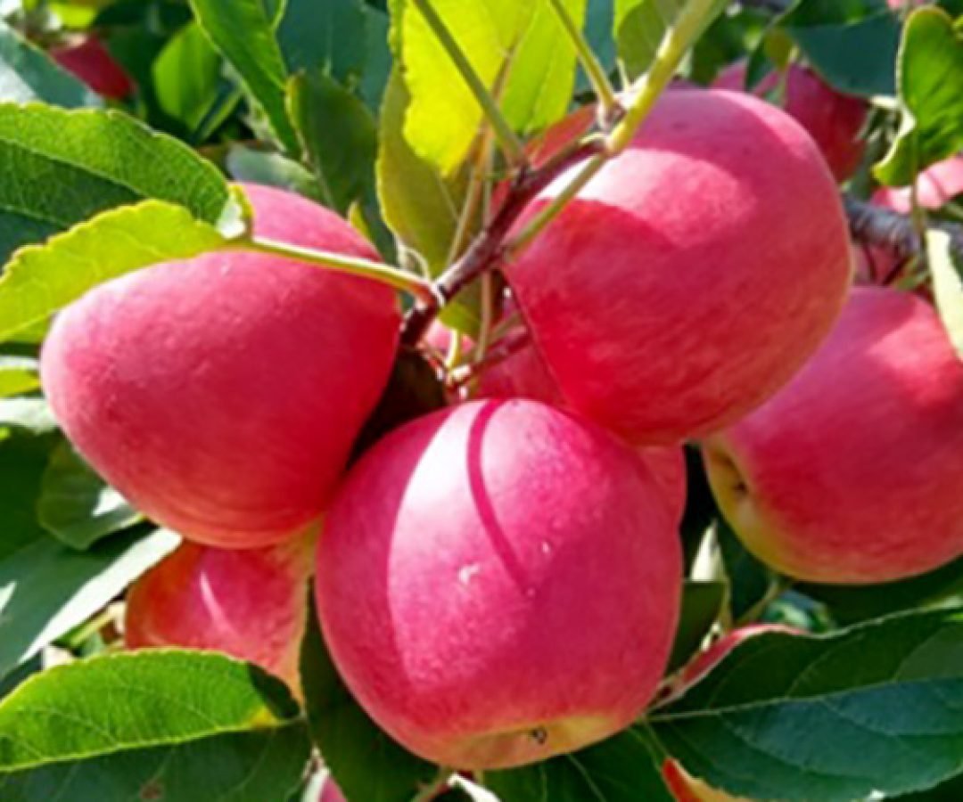 IDR-Paraná prepara 4 novas cultivares para fortalecer a fruticultura do Estado