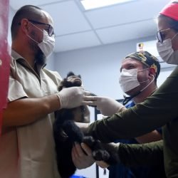 Recorde: IAT prestou atendimento a 4.552 animais silvestres em 2025