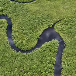 Com tecnologia e fiscalização, Paraná reduz desmatamento de maneira consistente