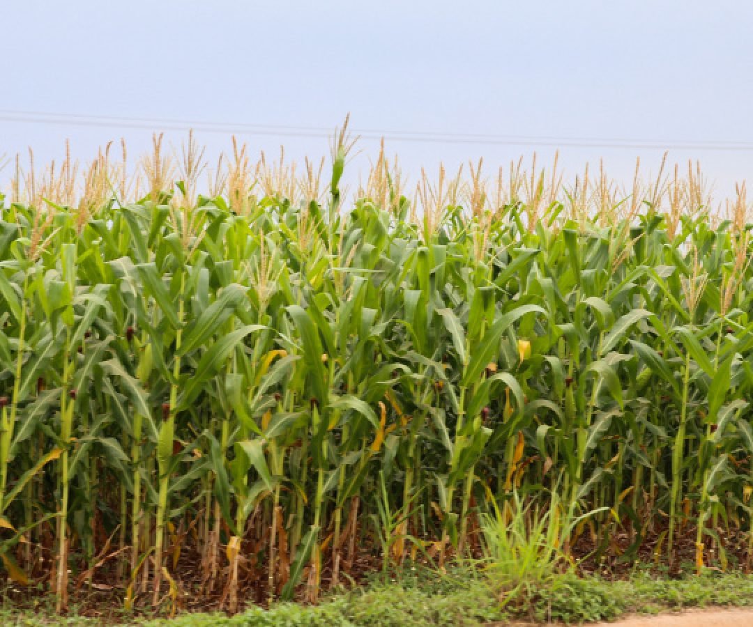 Exportações paranaenses de milho crescem 179% e receitas triplicam em 2025