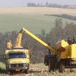 Paraná consolida safra de verão recorde puxada pela soja e milho, aponta boletim do Deral