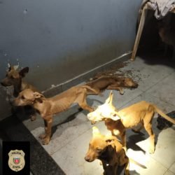 Mulher é presa em flagrante por maus-tratos a animais em Toledo