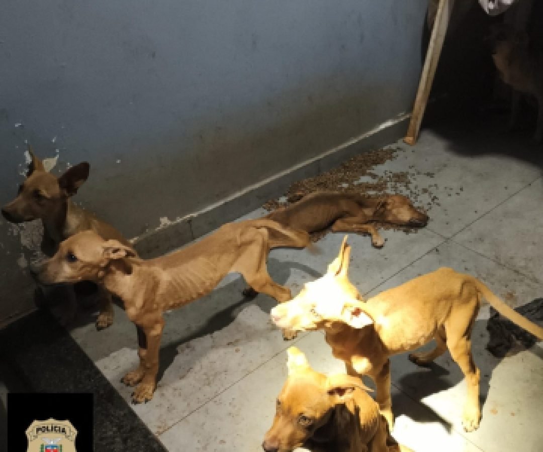 Mulher é presa em flagrante por maus-tratos a animais em Toledo