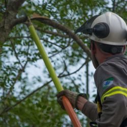 Em Primeiro de Maio, Copel organiza poda de 1,7 mil árvores para prevenir desligamentos