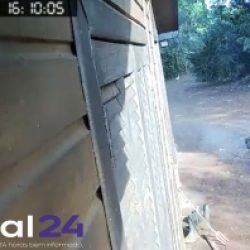 Onça-parda é flagrada por câmera de segurança em comunidade rural no Oeste