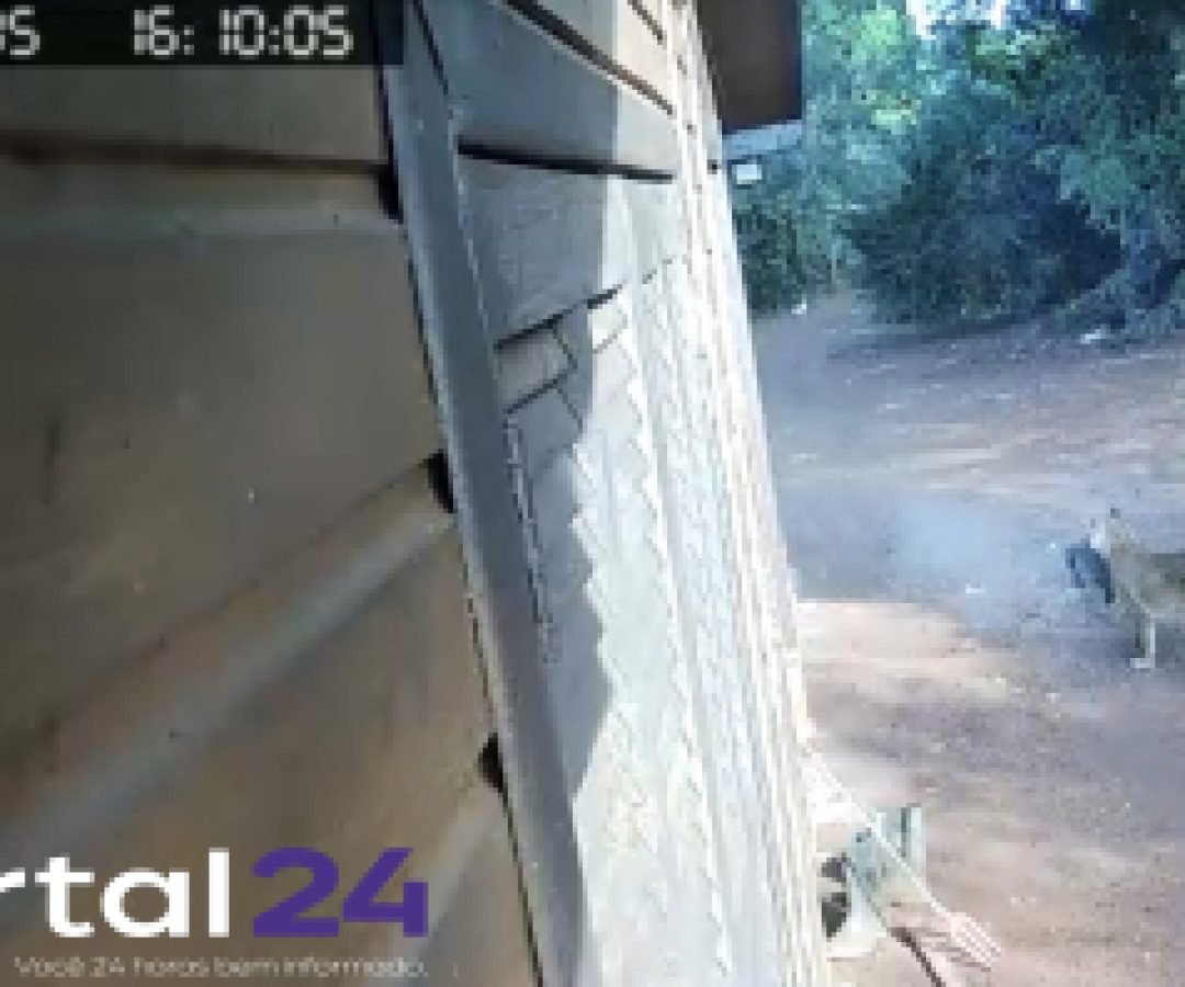 Onça-parda é flagrada por câmera de segurança em comunidade rural no Oeste